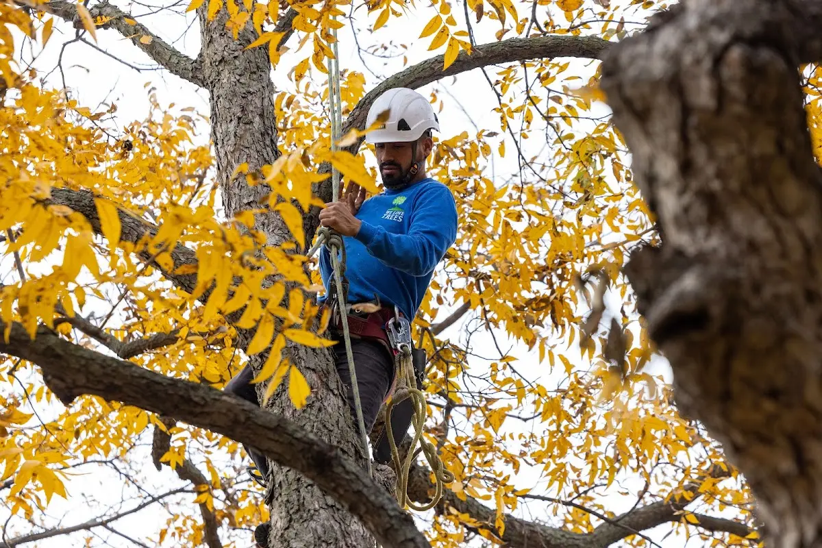 Skilled Storm Damage Cleanup crew working in New Castle